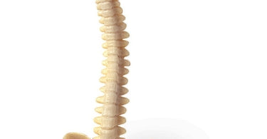 Spinal Flair: The Key Chain That's Making Anatomy Fun!