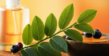 Bilberry Leaf Benefits for Skin - Antioxidant-rich skincare ingredient