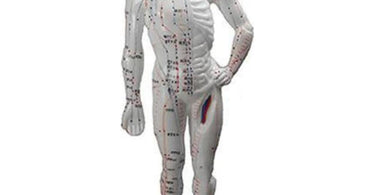 Acupuncture Points Human Body Model displayed on a spa treatment table