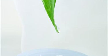 Green Tea for Anti- Aging