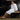 Basic Kimono Robe - Full Loop Terry 100% Cotton - 16 oz. / White by Boca Terry