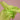 Citrus Green Tissue Paper 20"x30" / 480 sheets