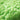 Spa Choice Lime Rosin Free Multidirection Hard Wax - Made in Italy / 26.4 Lbs. - 12 Kg. by Waxness