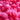 Neon Series Magenta Rosin Free Gel Hard Wax Beads - Made in Italy / Bulk 22 lbs. - 10 kg. by Waxness