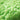 Waxness Spa Choice Rosin Free Multidirectional Hard Wax Lime / 2.2 lbs. - 35.27 oz. - 1 kg. Each X 4 Bags = 8.8 Lbs