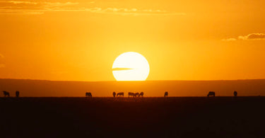 Soothe the Sunburn