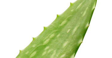 Skincare Superhero: Aloe!