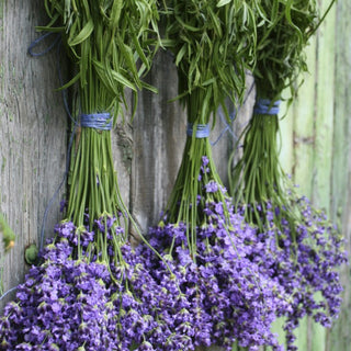 We LOVE Lavender