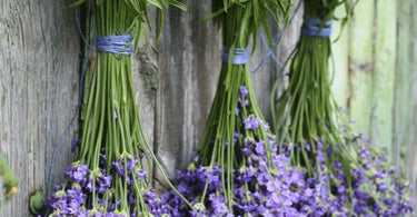 We LOVE Lavender