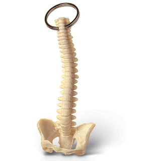 Spinal Flair: The Key Chain That’s Making Anatomy Fun!