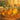 Jojoba, Almond, and Apricot Kernel carrier oils displayed in dropper bottles against a spa background