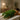Professional seaweed body wrap treatment in a spa setting