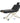 Adjustable Back Rest Electric Lift Massage Table | Black - 30" Width | SC-3001 by Sierra Comfort