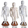 Acupunture Points - Female Body Model - 19" by Acupuncture Models