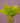 Aloe Tissue Paper 20"x30" / 480 sheet