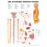 Autonomic Nervous System Chart 20" X 26" Styrene