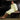 Basic Kimono Robe - Velour 100% Cotton - 16 oz. / Ecru by Boca Terry