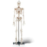 Budget Bucky Skeleton