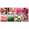 Canvas Murals - Fresh Pink Ensemble Ii by Alfalfa