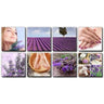 Canvas Murals - Lavender Fields Ensemble by Alfalfa