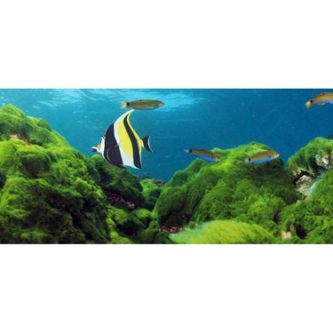 Body Masque - Marine Algae + Chamomile / 1 Gallon - 128 oz.