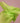 Citrus Green Tissue Paper 20"x30" / 480 sheets