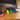 Colored Pens/Set of 5