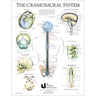 Craniosacral System Poster 19" X 25"