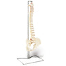 Economy Vertebral Column With Pelvis