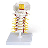 Flexible Cervical Vertebral Column