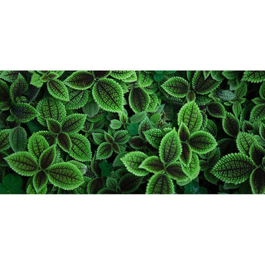 Body Masque - Garden Algae + Mint / 1 Gallon - 128 oz.