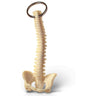 Key Chain Spine