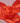 Mandarin Red Tissue Paper 20"x30" / 480 Sheets