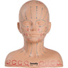 Massage Pressure Point Manikin by Celebrity