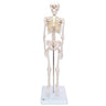 Mini Skeleton / Base Mounted