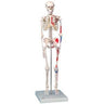 Mini Skeleton "Shorty" with Painted Muscles / On Hanging Stand