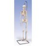Mini Skeleton / On Hanging Stand