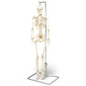 Mr. Thrifty Skeleton 33.25" Tall
