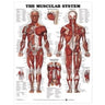 Muscular System Chart / Laminate