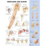 Shoulder/Elbow Poster 20" X 26" Styrene