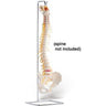 Stand For Full Spine