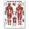 The Male Muscular System 20" X 26" Styrene