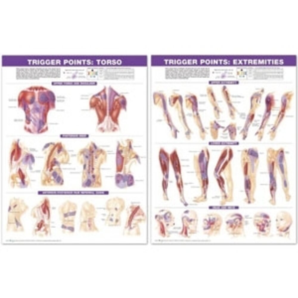 Trigger Points Chart / Heavy Paper – Pure Spa Direct