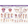Trigger Points Chart / Laminated