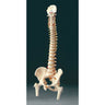 Vertebral Column And Femoral Heads 32" Tall
