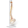 Vertebral Column With Spinal Nerve