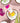 Voesh Vegan Body & Hand Creme - Coco Colada / 1.5 oz. - 45 mL.